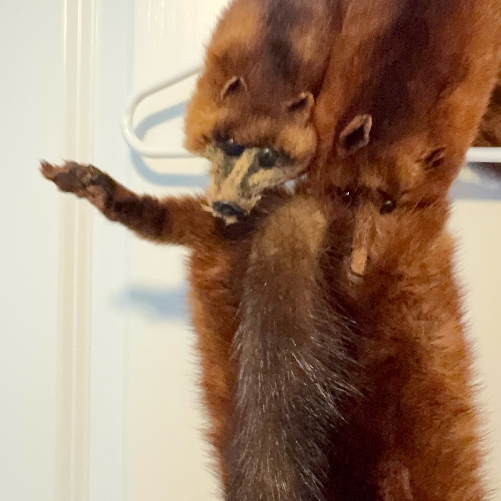 Vintage Red Fox Stole - Picture 3 of 10